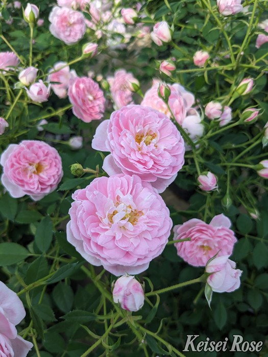 ġۥХ 饯ꥹ  6ȭʡӿ建 ʼϿдϡIR-IRO32024ʼ