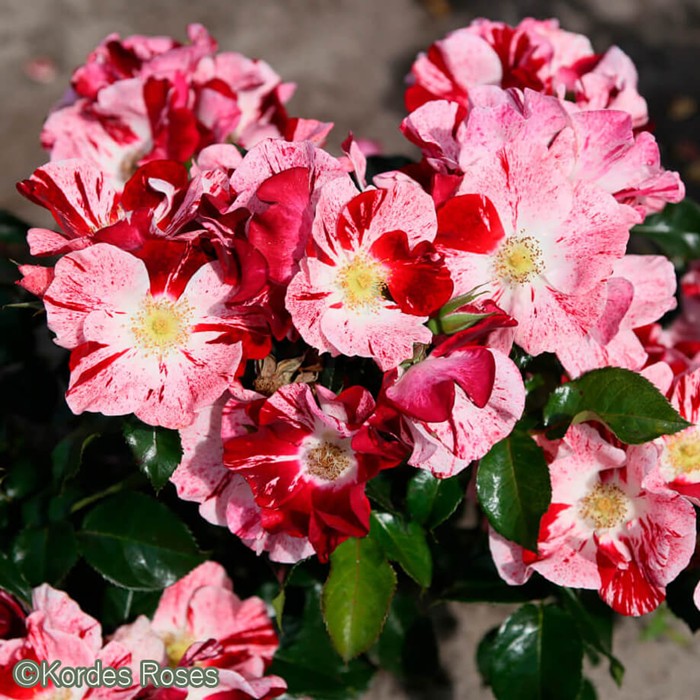 ���ߵ����ġۥХ��� ���ॵ��ӥ� ���� 6��ȭ�����ʡ����ӿ建�� �ʼ���Ͽ�д���ϡ�IR-IRO3��2025�����ʼ��0109�����