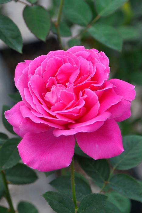 ġۥХ ԥ󥯥ԡ  6ȭʡJ-HT20