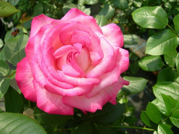 ġۥХ Сۥ  6ȭʡJ-HT20