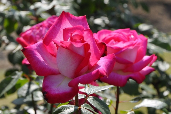 ġۥХ Сۥ  6ȭʡJ-HT20