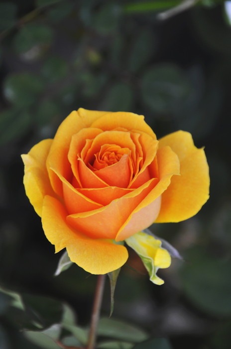 ġۥХ ɥ  6ȭʡηʼϡMA-MA