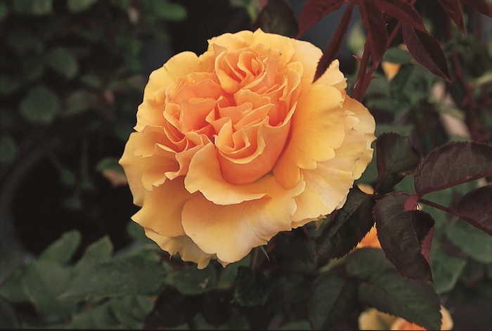 ġۥХ ɥ  6ȭʡηʼϡMA-MA