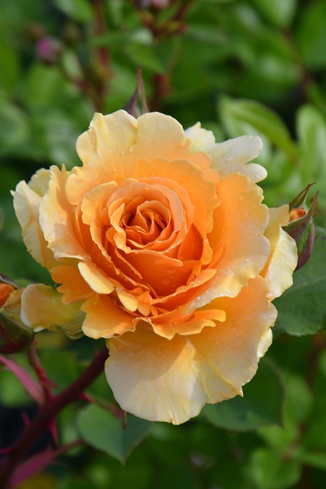 ġۥХ ɥ  6ȭʡηʼϡMA-MA