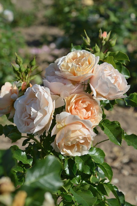 Хġġۥӡ  6ȭʡӿ建 ϿʼϡHan-DEL