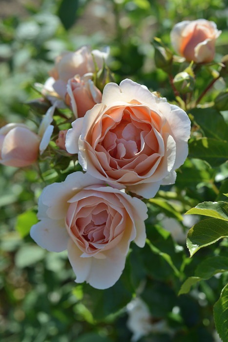 Хġġۥӡ  6ȭʡӿ建 ϿʼϡHan-DEL