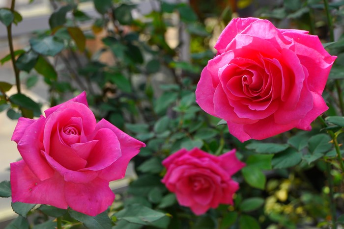 ġۥХ ޥꥢ饹  6ȭʡJ-HT10