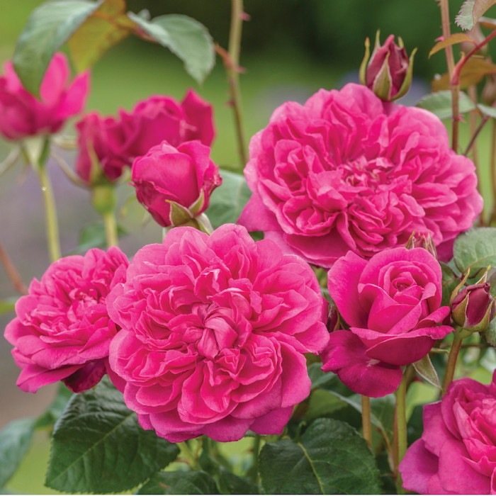 ġۥХ ॺL ͢ 7ȭʡӿ建 ϿʼϡER-Y