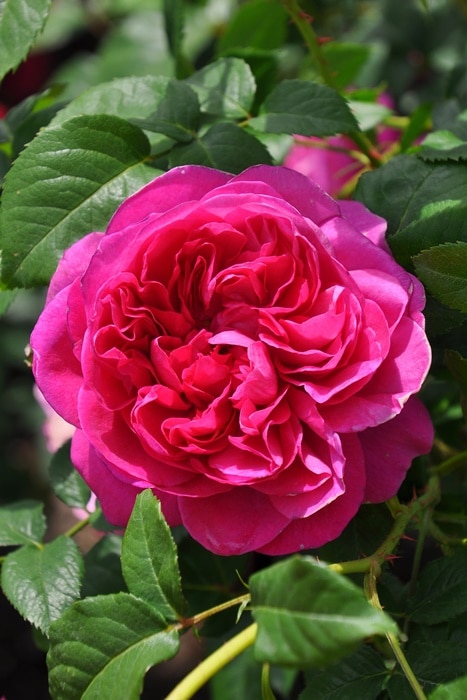 ġۥХ ॺL ͢ 7ȭʡӿ建 ϿʼϡER-Y