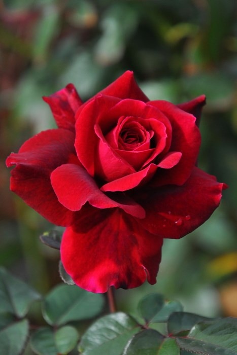 ���ߵ����ġۥХ��� ���ץ��������� ���� 6��ȭ�����ʡ����ӿ建�� ��Ͽ�ʼ�ϡ�IR-IRO3�ա�0109�����