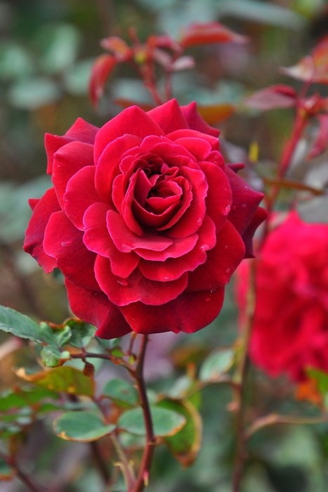 ���ߵ����ġۥХ��� ���ץ��������� ���� 6��ȭ�����ʡ����ӿ建�� ��Ͽ�ʼ�ϡ�IR-IRO3�ա�0109�����