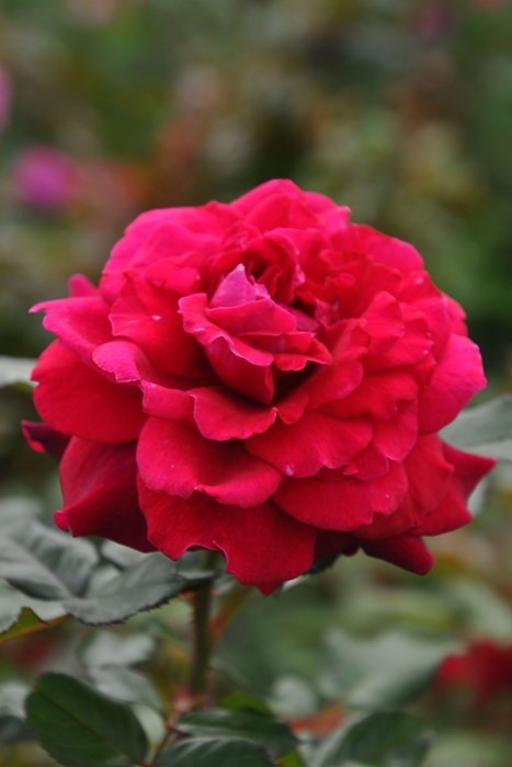 ���ߵ����ġۥХ��� ���ץ��������� ���� 6��ȭ�����ʡ����ӿ建�� ��Ͽ�ʼ�ϡ�IR-IRO3�ա�0109�����