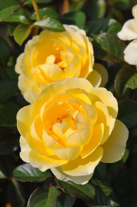 ġۥХ եǥ졼  6ȭʡηʼϡJB-YR