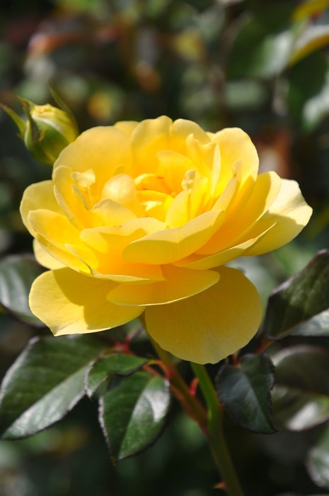 ġۥХ եǥ졼  6ȭʡηʼϡJB-YR