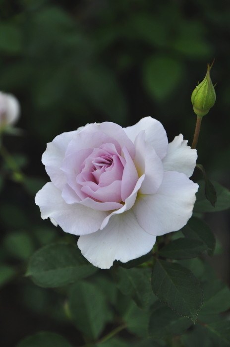 �Х��ġ����ġۥ˥塼�������� ���� 6��ȭ�����ʡη����ʼ�ϡ�J-HT25��