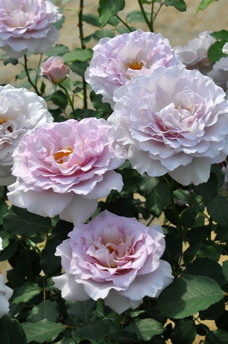 �Х��ġ����ġۥ˥塼�������� ���� 6��ȭ�����ʡη����ʼ�ϡ�J-HT25��