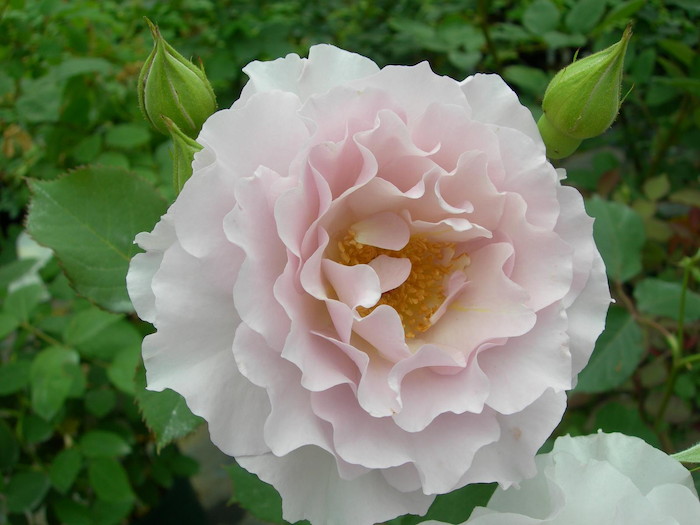 �Х��ġ����ġۥ˥塼�������� ���� 6��ȭ�����ʡη����ʼ�ϡ�J-HT25��