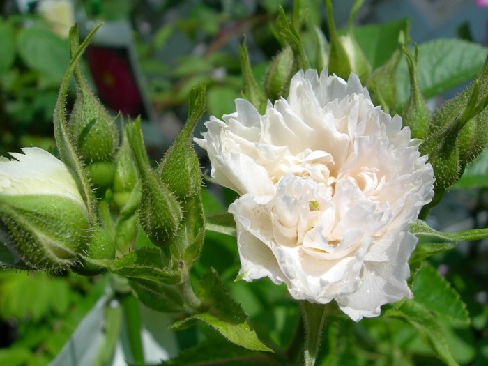 �����ġۥХ��� �ۥ磻�ȥ��롼�ƥ�ɥ륹�� ���� 6��ȭ�����ʡ�J-OB20��