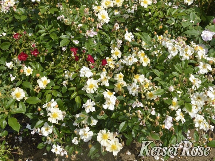 ���ߵ����ġۥХ��� ���ˡ����륨�å� ���� 6��ȭ�����ʡ����ӿ建�� �ʼ���Ͽ�д���ϡ�IR-IRO3�ա�0109�����