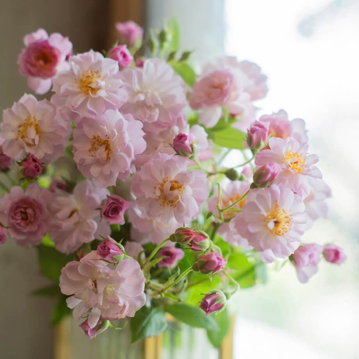 ���ߵ����ġۥХ��� �ȥ����󥯥�֥����� ���� 6��ȭ�����ʡ����ӿ建�� �ʼ���Ͽ�д���ϡ�IR-IRO3��2025�����ʼ��0109�����