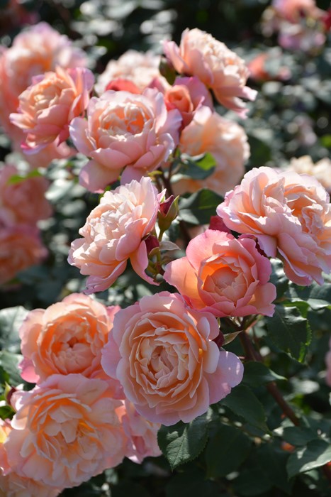 ġۥХ ץ  6ȭʡηʼϡJ-RO