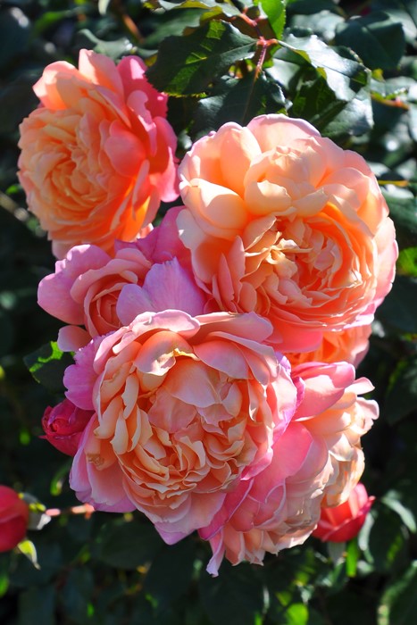 ġۥХ ץ  6ȭʡηʼϡJ-RO