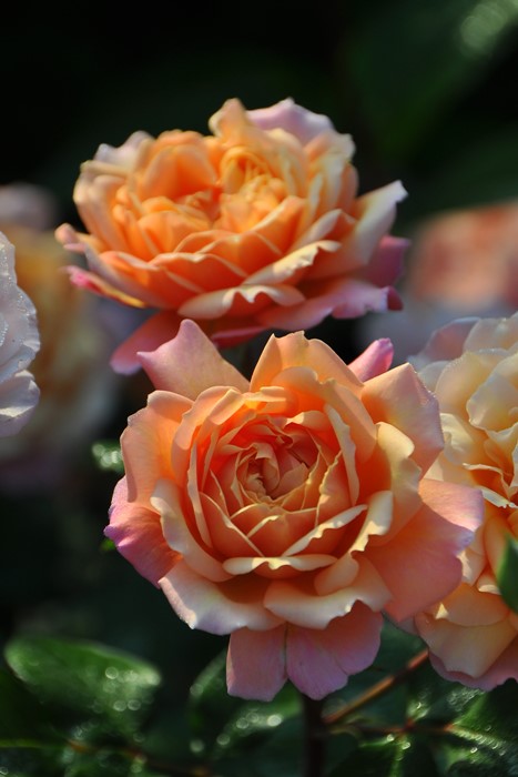 ġۥХ ץ  6ȭʡηʼϡJ-RO