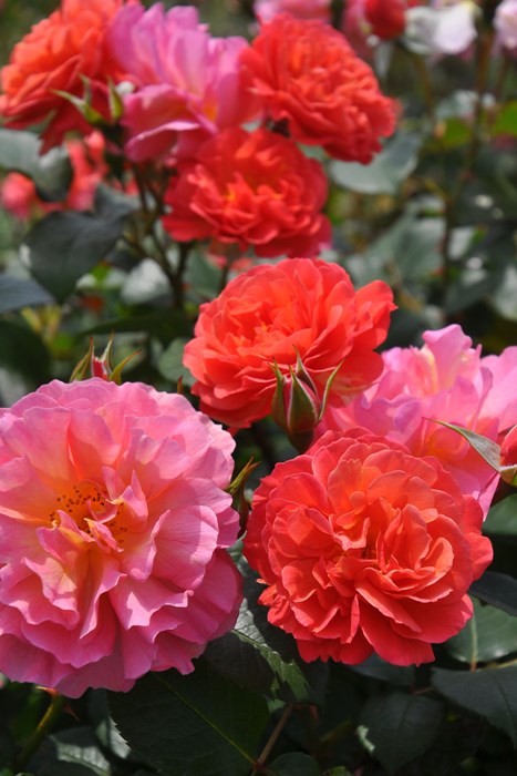 ���ߵ����ġۥХ��� �����ޡ����� ���� 6��ȭ�����ʡ����ӿ建�� ��Ͽ�ʼ�ϡ�J-RO��