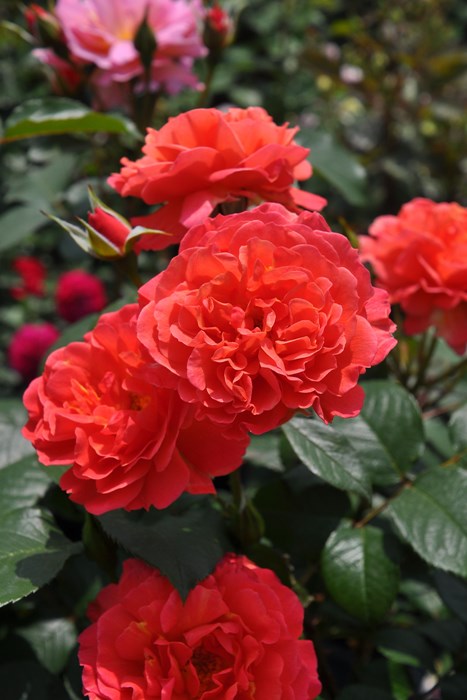 ���ߵ����ġۥХ��� �����ޡ����� ���� 6��ȭ�����ʡ����ӿ建�� ��Ͽ�ʼ�ϡ�J-RO��