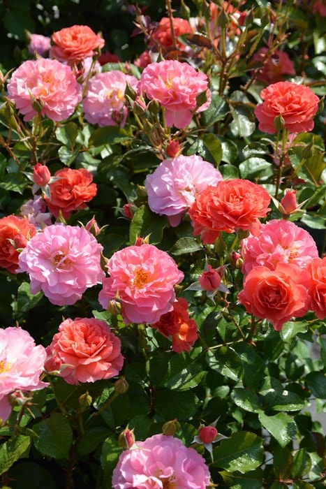 ���ߵ����ġۥХ��� �����ޡ����� ���� 6��ȭ�����ʡ����ӿ建�� ��Ͽ�ʼ�ϡ�J-RO��