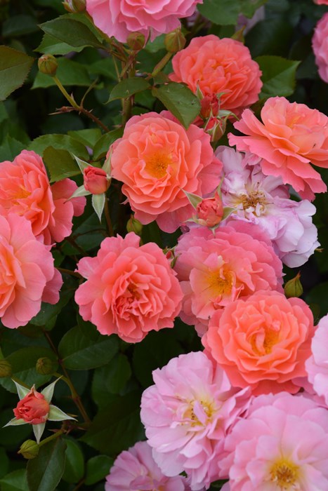 ���ߵ����ġۥХ��� �����ޡ����� ���� 6��ȭ�����ʡ����ӿ建�� ��Ͽ�ʼ�ϡ�J-RO��