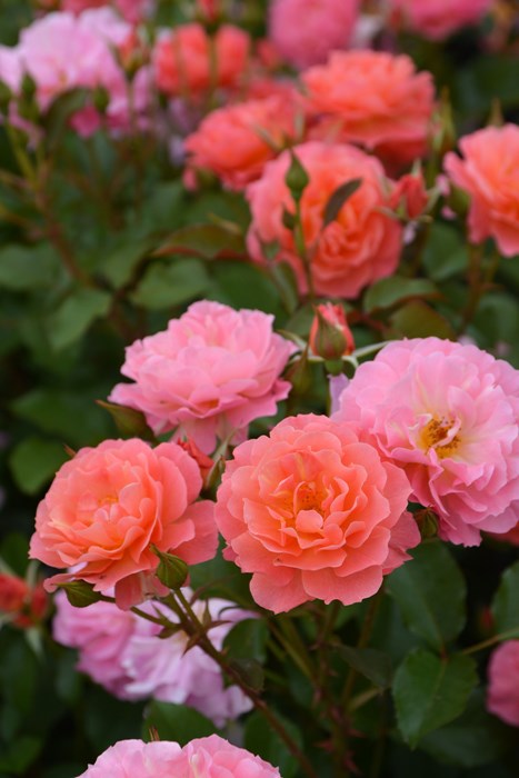 ���ߵ����ġۥХ��� �����ޡ����� ���� 6��ȭ�����ʡ����ӿ建�� ��Ͽ�ʼ�ϡ�J-RO��