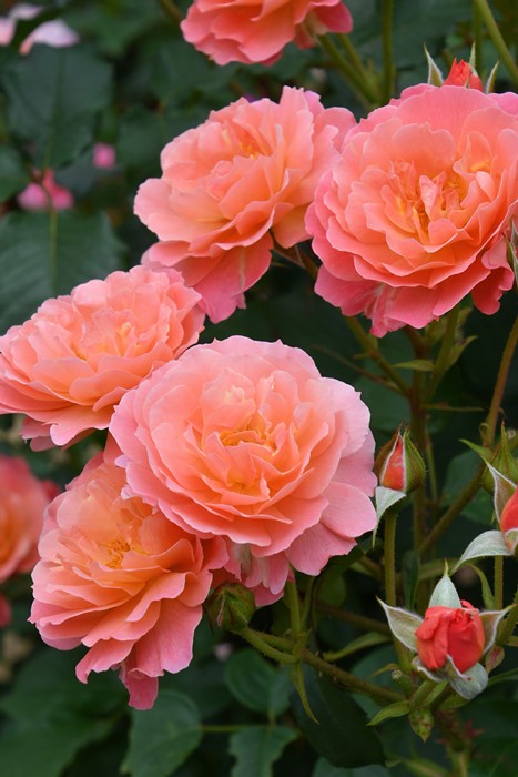 ���ߵ����ġۥХ��� �����ޡ����� ���� 6��ȭ�����ʡ����ӿ建�� ��Ͽ�ʼ�ϡ�J-RO��