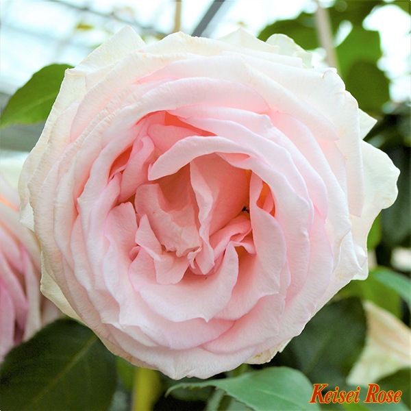 �Х��ġ����ġۥޥ�����ԥ� ���� 6��ȭ�����ʡ����ӿ建�� �ʼ���Ͽ�д���ϡ�IR-IRO3��