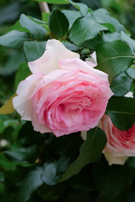 �Х��ġ����ġۥޥ�����ԥ� ���� 6��ȭ�����ʡ����ӿ建�� �ʼ���Ͽ�д���ϡ�IR-IRO3��