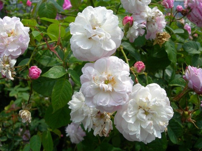 �Х��ġ����ġۥ��ڥ����ӥꥹ ���� 6��ȭ�����ʡ�J-OC20��