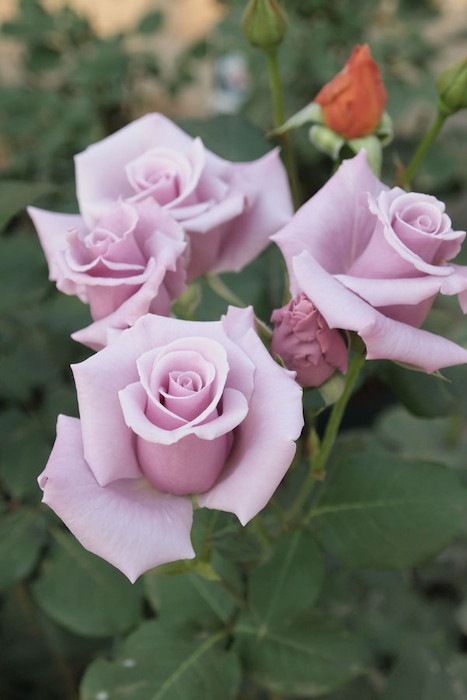 ġۥХ 󥰥С  6ȭʡJ-HT20