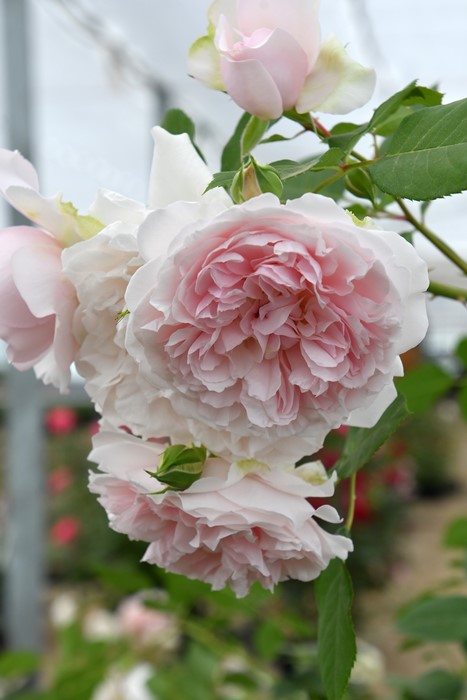 ġۥХ ᥤɥإ֥  6ȭʡӿ建 ʼϿдϡJ-RP