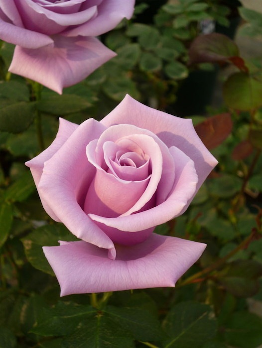 ġۥХ 󥰥С  6ȭʡJ-HT20