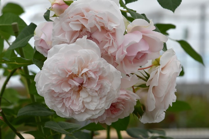 ġۥХ ᥤɥإ֥  6ȭʡӿ建 ʼϿдϡJ-RP