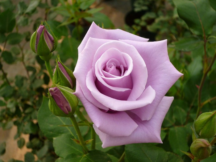 ġۥХ 󥰥С  6ȭʡJ-HT20