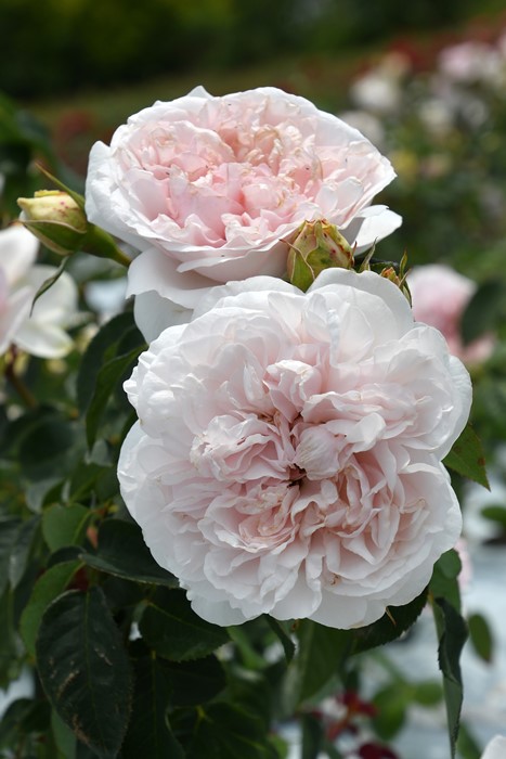 ġۥХ ᥤɥإ֥  6ȭʡӿ建 ʼϿдϡJ-RP