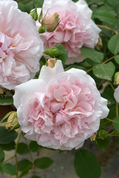 ġۥХ ᥤɥإ֥  6ȭʡӿ建 ʼϿдϡJ-RP