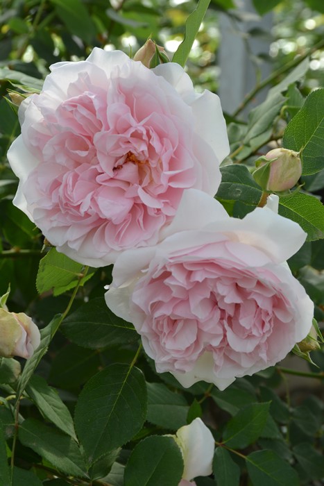 ġۥХ ᥤɥإ֥  6ȭʡӿ建 ʼϿдϡJ-RP