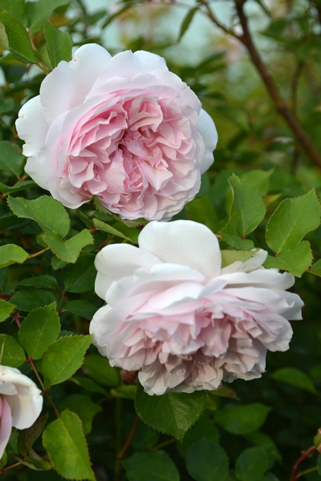 ġۥХ ᥤɥإ֥  6ȭʡӿ建 ʼϿдϡJ-RP