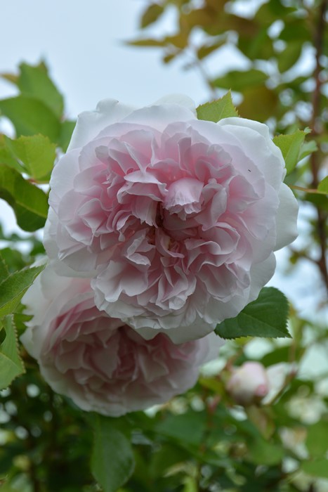 ġۥХ ᥤɥإ֥  6ȭʡӿ建 ʼϿдϡJ-RP