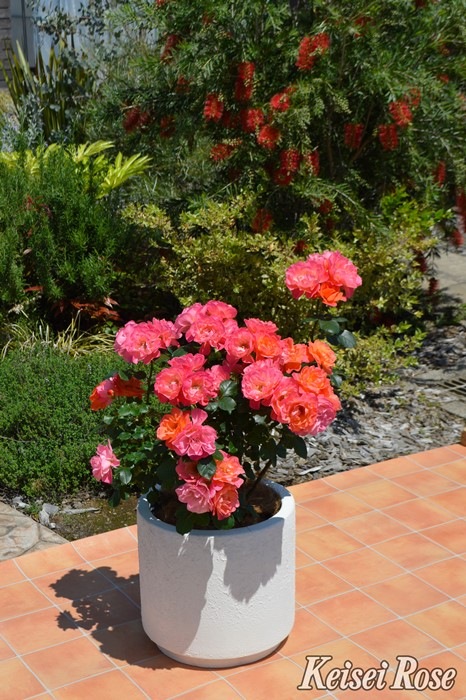 ���ߵ����ġۥХ��� ���奬�������ǥ��������� ���� 6��ȭ�����ʡ����ӿ建�� �ʼ���Ͽ�д���ϡ�IR-IRO3�ա�0109�����