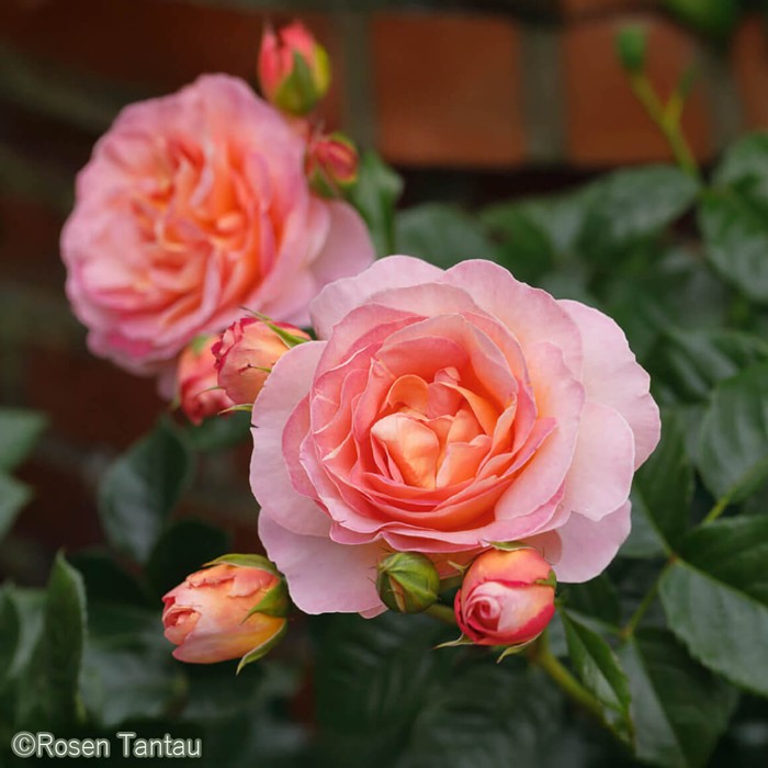 ���ߵ����ġۥХ��� �ɥ��֥륬��������������� ���� 6��ȭ�����ʡ����ӿ建�� �ʼ���Ͽ�д���ϡ�IR-IRO3��2025�����ʼ��0109�����