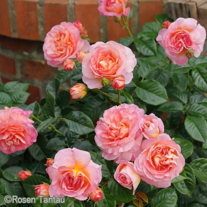 ���ߵ����ġۥХ��� �ɥ��֥륬��������������� ���� 6��ȭ�����ʡ����ӿ建�� �ʼ���Ͽ�д���ϡ�IR-IRO3��2025�����ʼ��0109�����