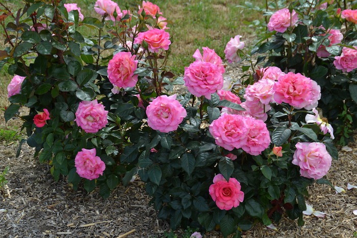 �Х��ġ����ġۥԥ󥯥ѥ������ ���� 6��ȭ�����ʡ����ӿ建�� ��Ͽ�ʼ�ϡ�Han-DEL��